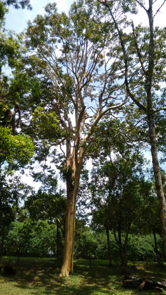 Chácara à venda Chácara Olhos D'água com 8281m² e 3 quartos por R$ 650.000 - 1208075258-imagens-smartphone-525.jpg