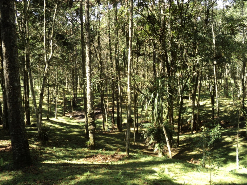 Chácara à venda Chácara Olhos D'água com 8281m² e 3 quartos por R$ 650.000 - 1644186330-imagens-134.jpg