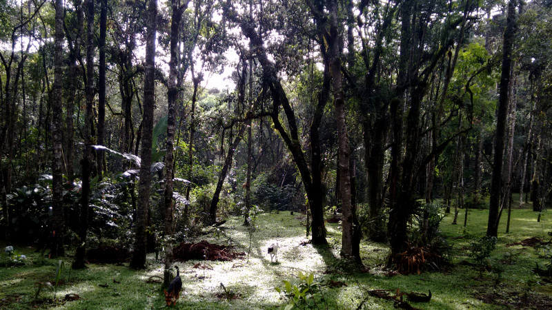 Chácara à venda Chácara Olhos D'água com 8281m² e 3 quartos por R$ 650.000 - 2081288890-imagens-smartphone-490.jpg