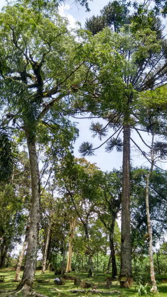 Chácara à venda Chácara Olhos D'água com 8281m² e 3 quartos por R$ 650.000 - 305737649-imagens-smartphone-519.jpg