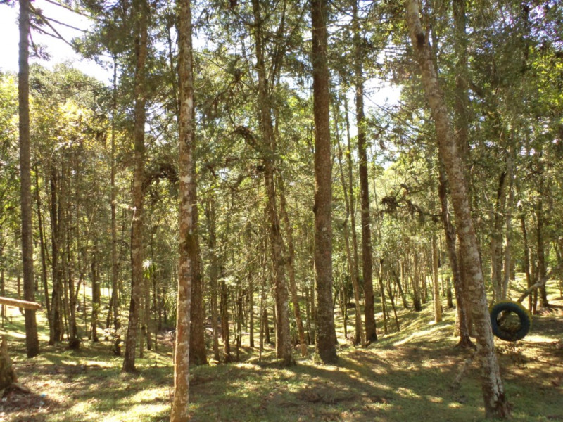 Chácara à venda Chácara Olhos D'água com 8281m² e 3 quartos por R$ 650.000 - 488063382-dsc04293.JPG