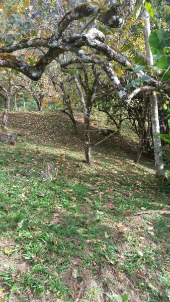 Sítio à venda Cordoeira com 15000m² e 5 quartos por R$ 650.000 - 1041640832-img-20220817-wa0041.jpg