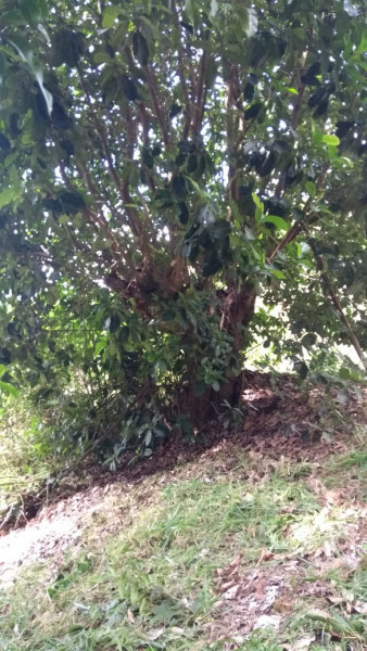 Sítio à venda Cordoeira com 15000m² e 5 quartos por R$ 650.000 - 1265400340-img-20210822-wa0026.jpg