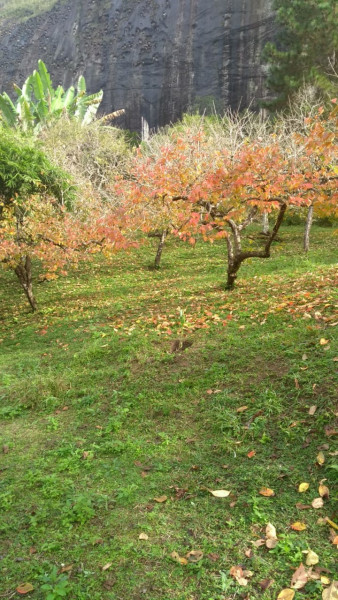 Sítio à venda Cordoeira com 15000m² e 5 quartos por R$ 650.000 - 1350916464-img-20220817-wa0029.jpg