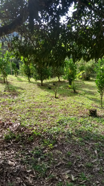 Sítio à venda Cordoeira com 15000m² e 5 quartos por R$ 650.000 - 943611552-img-20220817-wa0057.jpg