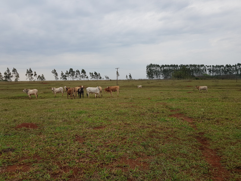 Chácara à venda Coophasul com 170000m² e 6 quartos por R$ 1.600.000 - 962145987-20221015-142650.jpg