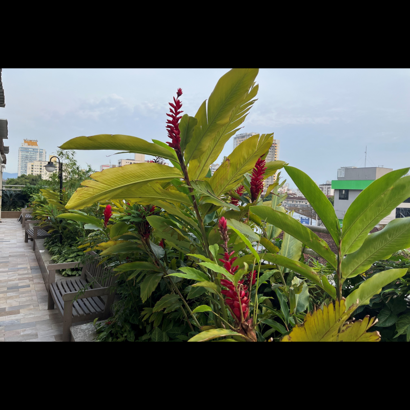 Apartamento à venda Encruzilhada com 111m² e 3 quartos por R$ 1.060.000 - 701034784-36-ok.png