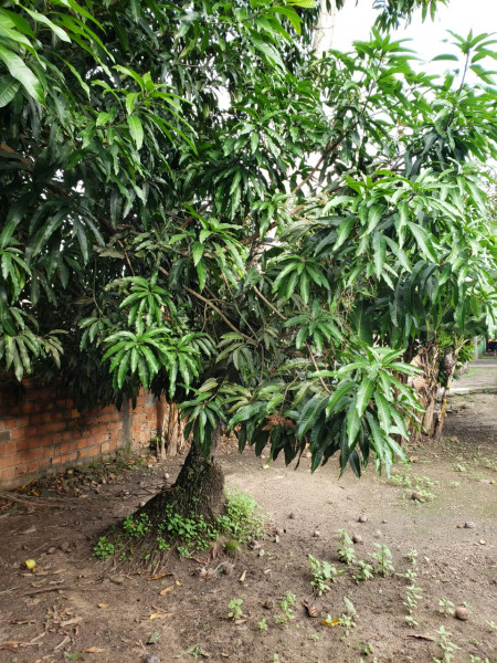 Casa à venda Camaçari de Dentro com 400m² e 3 quartos por R$ 250.000 - 1424761225-whatsapp-image-2021-06-29-at-18.jpeg