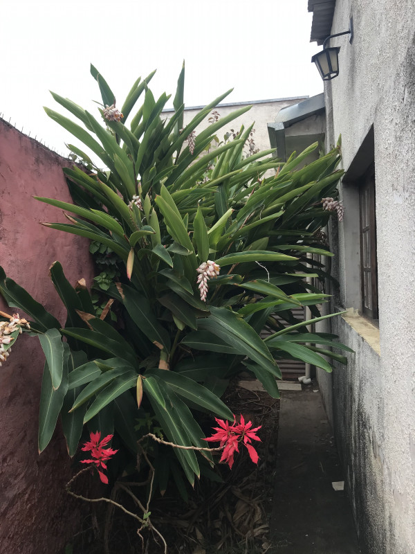Casa à venda Vila Redenção com 360m² e 9 quartos por R$ 880.000 - 505110062-c84144ad-0391-4591-ad66-b2cd27c8cb18.jpeg