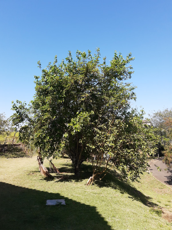 Terreno à venda Santa Candida com 520m² e 1 quarto por R$ 340.000 - 1301385033-img-20220814-105329659.jpg