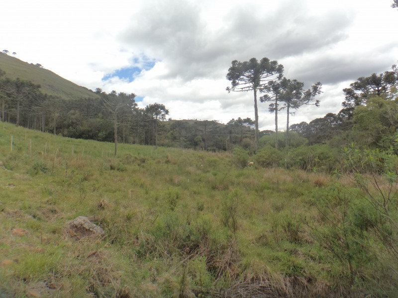 Sítio à venda Centro com 380000m² e 1 quarto por R$ 1.350.000 - 1264867864-dsc01876.JPG