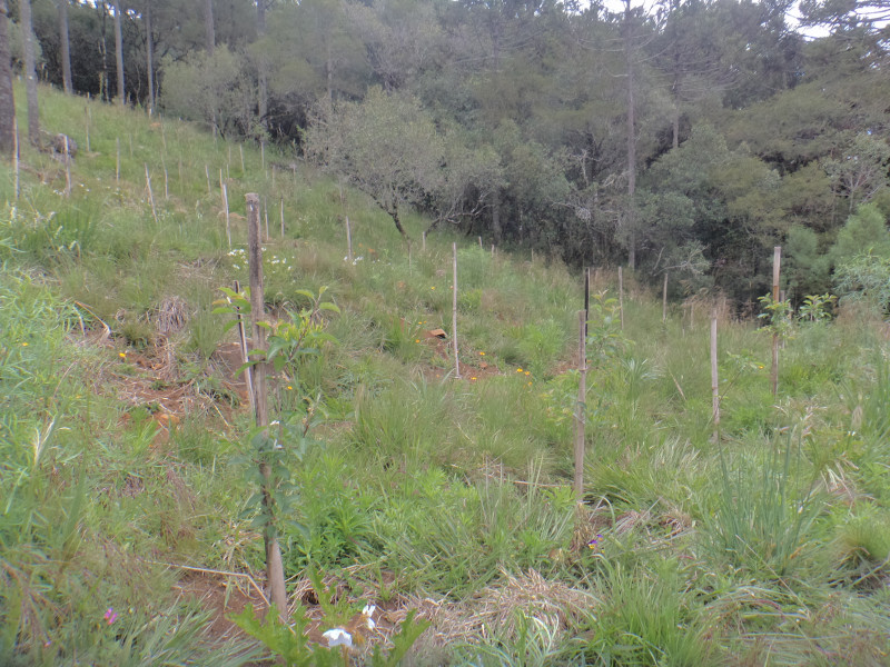 Sítio à venda Centro com 380000m² e 1 quarto por R$ 1.350.000 - 1266156302-dsc01940.JPG