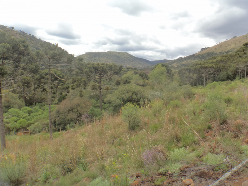 Sítio à venda Centro com 380000m² e 1 quarto por R$ 1.350.000 - 138110865-dsc01952.JPG