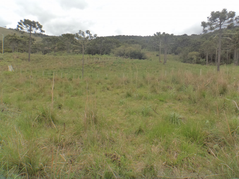 Sítio à venda Centro com 380000m² e 1 quarto por R$ 1.350.000 - 533767198-dsc01883.JPG