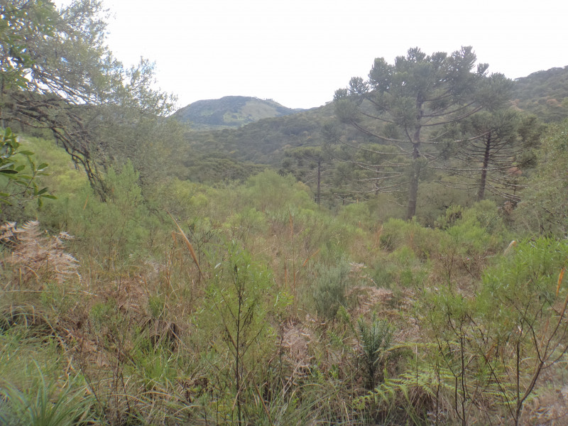 Sítio à venda Centro com 380000m² e 1 quarto por R$ 1.350.000 - 624828149-dsc01964.JPG