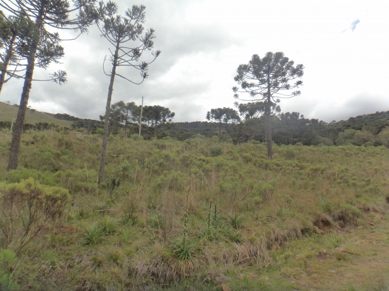 Sítio à venda Centro com 380000m² e 1 quarto por R$ 1.350.000 - 891067277-dsc01877.JPG