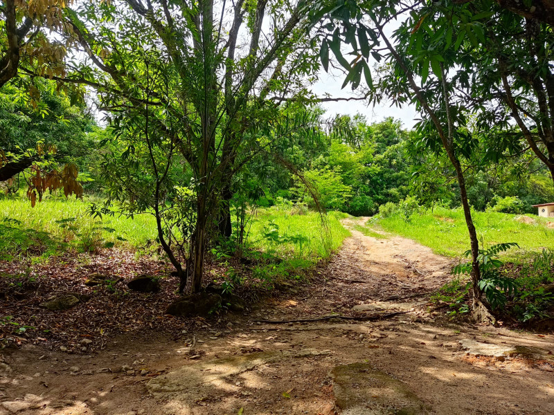 Sítio à venda Vianópolis com 10000m² e 3 quartos por R$ 1.000.000 - 1103521903-whatsapp-image-2022-11-07-at-19.jpeg