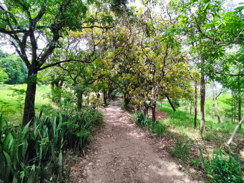 Sítio à venda Vianópolis com 10000m² e 3 quartos por R$ 1.000.000 - 12585097-whatsapp-image-2022-11-07-at-19.jpeg