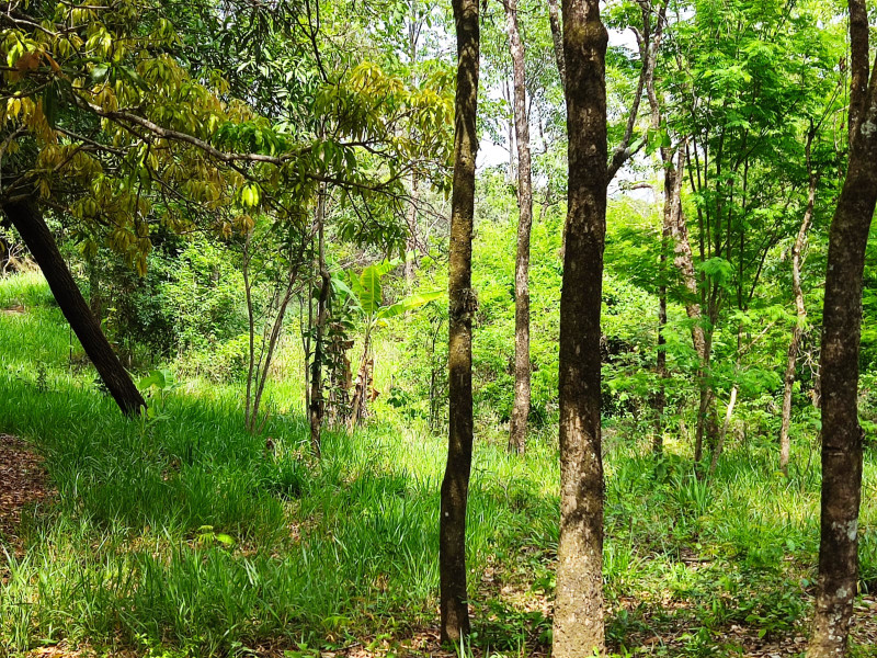 Sítio à venda Vianópolis com 10000m² e 3 quartos por R$ 1.000.000 - 458763071-whatsapp-image-2022-11-07-at-19.jpeg