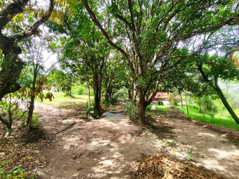 Sítio à venda Vianópolis com 10000m² e 3 quartos por R$ 1.000.000 - 72919799-whatsapp-image-2022-11-07-at-19.jpeg