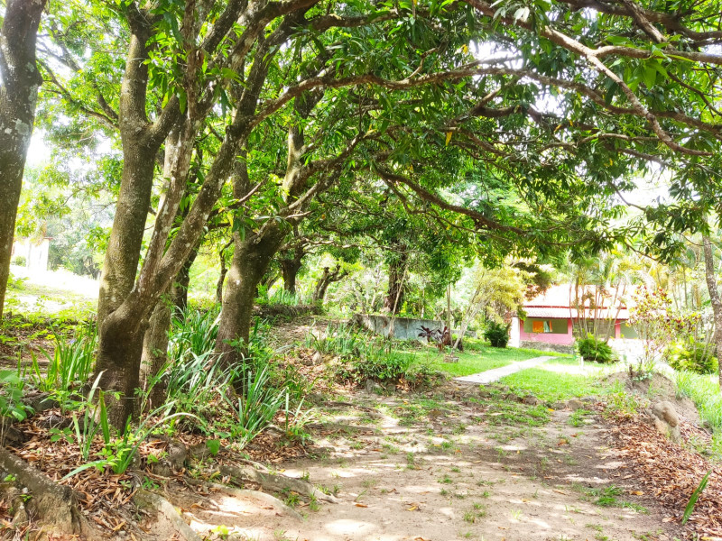 Sítio à venda Vianópolis com 10000m² e 3 quartos por R$ 1.000.000 - 88750374-whatsapp-image-2022-11-07-at-19.jpeg
