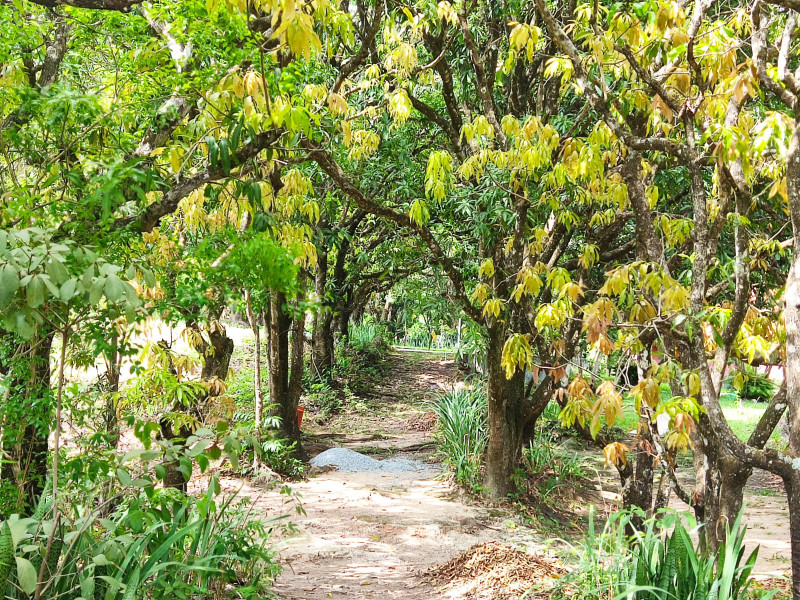 Sítio à venda Vianópolis com 10000m² e 3 quartos por R$ 1.000.000 - 974569-whatsapp-image-2022-11-07-at-19.jpeg