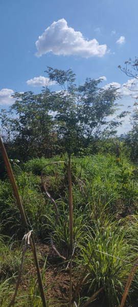 Terreno à venda Porto do Centro com 510m² e 1 quarto por R$ 15.000 - 490879985-img-20221116-143327.jpg