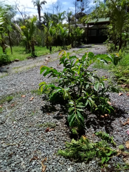 Chácara à venda Vl. Peruibe com 290400m² e 6 quartos por R$ 699.000 - 1884136271-img-20221010-wa0099.jpg