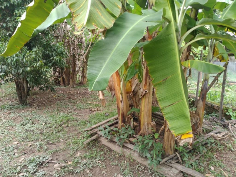 Casa à venda vila acre com 2500m² e 3 quartos por R$ 225.000 - 420319255-2da31da6-54ab-4af7-90a1-de37c418485c.jpeg