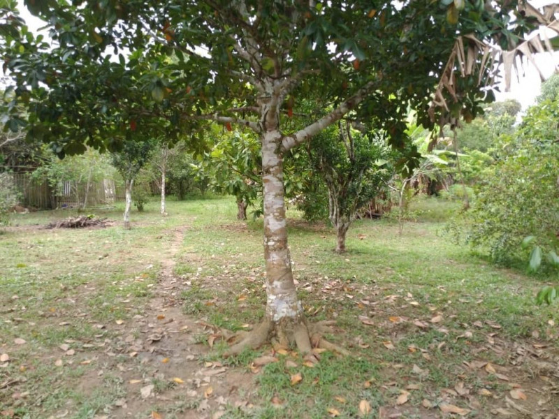 Casa à venda vila acre com 2500m² e 3 quartos por R$ 225.000 - 863961923-efe15d8d-98b2-4f12-a247-a9bf4865cda1.jpeg