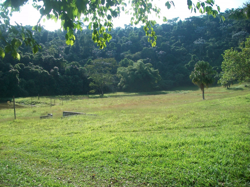 Sítio à venda São Bras com 27000m² e 3 quartos por R$ 4.500.000 - 725250292-vista-mata.JPG