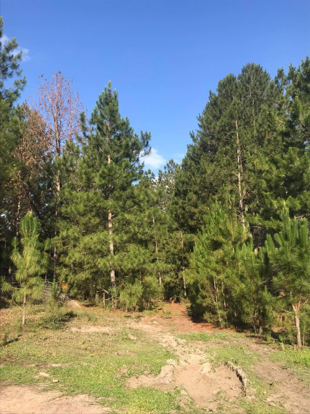 Terreno à venda Santa Albina com 125000m² e 1 quarto por R$ 950.000 - 1085986666-318277972-3242832422694935-2914925725081923414-n.jpg