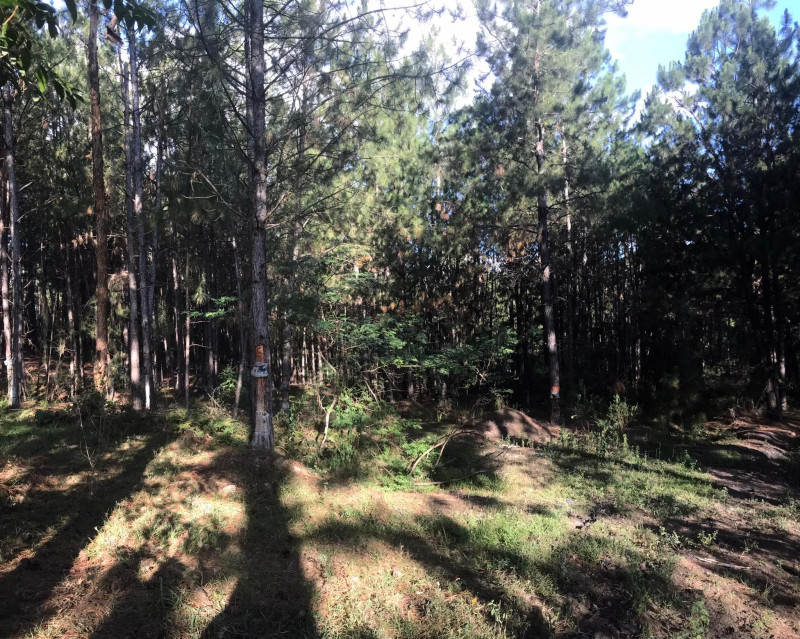 Terreno à venda Santa Albina com 125000m² e 1 quarto por R$ 950.000 - 1785597684-318464471-1515031172256793-6081258722412904039-n.jpg