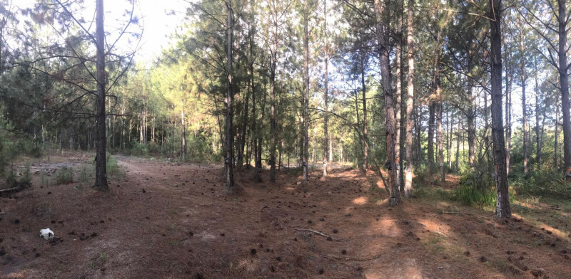 Terreno à venda Santa Albina com 125000m² e 1 quarto por R$ 950.000 - 213540045-318222664-703551311098854-2054979313818598774-n.jpg