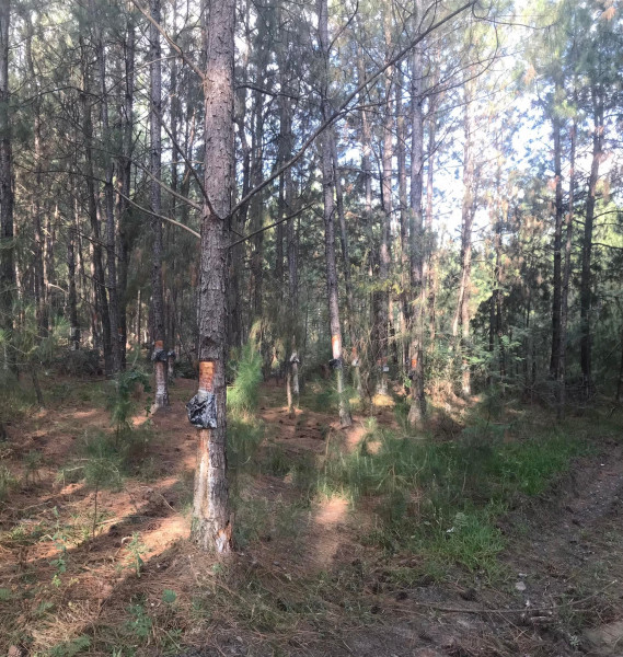 Terreno à venda Santa Albina com 125000m² e 1 quarto por R$ 950.000 - 341863856-317998588-6093850373961385-7892216955789354513-n.jpg