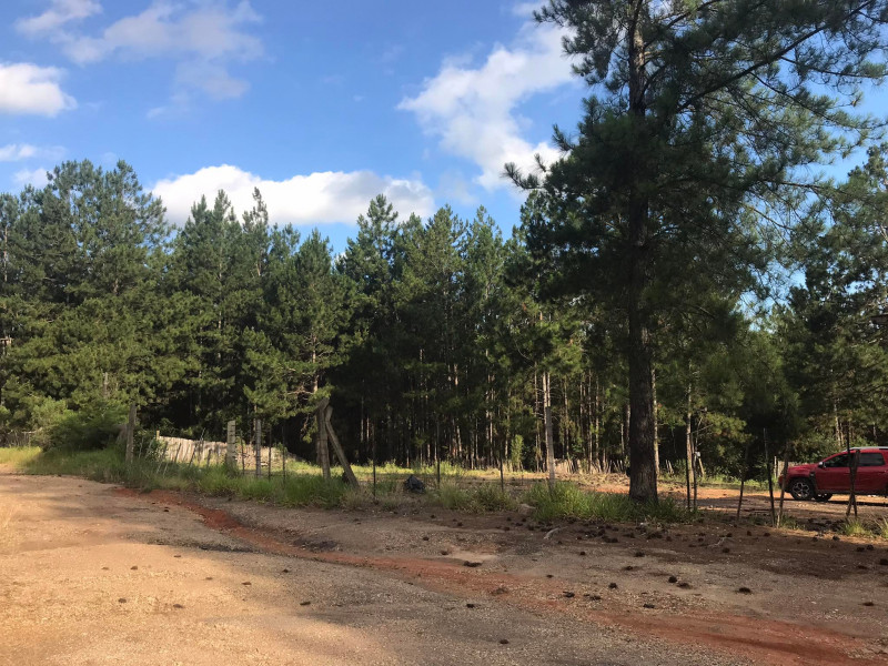 Terreno à venda Santa Albina com 125000m² e 1 quarto por R$ 950.000 - 692973681-317413651-720887582371898-3473396783065827330-n.jpg