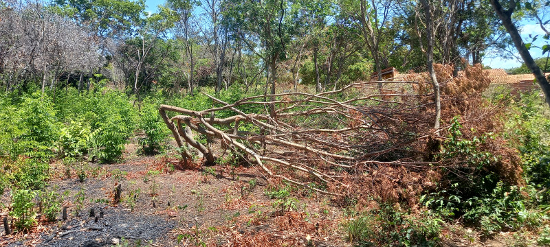 Terreno à venda Santa Candida com 6050m² e 1 quarto por R$ 50.000 - 1542639258-20220915-114947.jpg