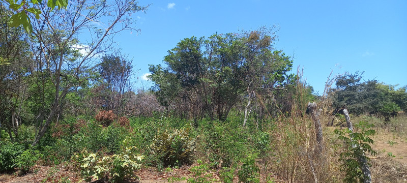 Terreno à venda Santa Candida com 6050m² e 1 quarto por R$ 50.000 - 185325925-20220915-114725.jpg