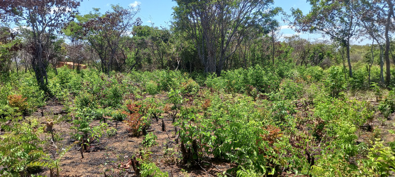 Terreno à venda Santa Candida com 6050m² e 1 quarto por R$ 50.000 - 1918423539-20220915-114521.jpg