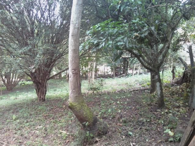 Chácara à venda Jardim São Leopoldo com 7640m² e 2 quartos por R$ 899.000 - 1712194656-chacara-rodrigo-2.jpg