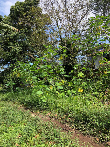 Terreno à venda Rio Tavares com 4400m² e 1 quarto por R$ 8.000.000 - 1868741859-photo-2022-11-10-14-32-50-12.jpg