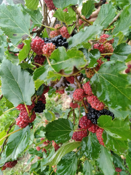 Terreno à venda Centro com 2215m² e 1 quarto por R$ 200.000 - 10247618-whatsapp-image-2022-12-15-at-18.jpeg