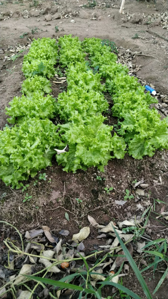 Terreno à venda Centro com 2215m² e 1 quarto por R$ 200.000 - 1125520207-whatsapp-image-2022-12-15-at-18.jpeg