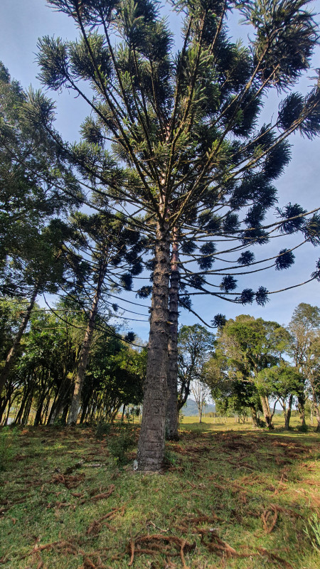 Chácara à venda Centro com 500m² e 1 quarto por R$ 389.000 - 1069364877-20220709-111326.jpg