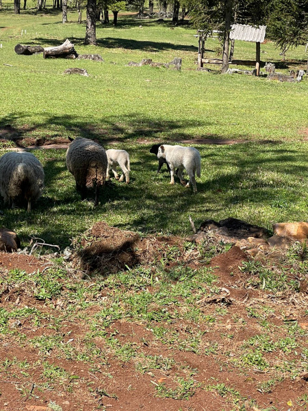 Chácara à venda Centro com 500m² e 1 quarto por R$ 389.000 - 371411178-img-20220912-wa0056.jpg