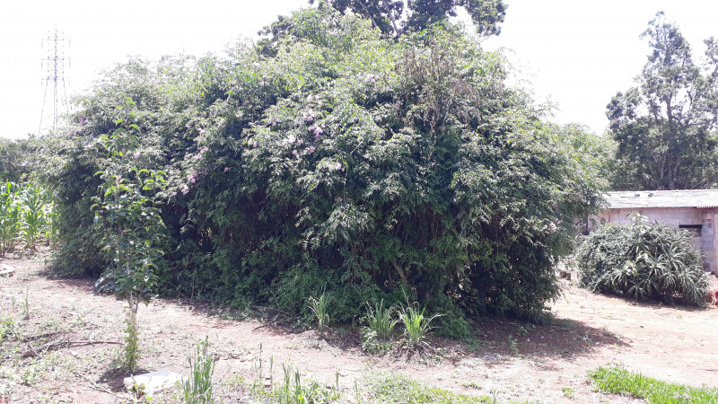 Chácara à venda cupim com 4000m² e 2 quartos por R$ 320.000 - 1709629938-20230122-124550.jpg