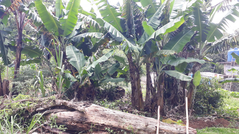 Chácara à venda cupim com 4000m² e 2 quartos por R$ 320.000 - 1780123901-20230122-124320.jpg
