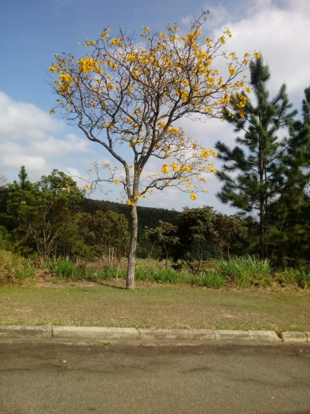 Terreno à venda Pau Arcado com 1650m² e 1 quarto por R$ 155.000 - 270863929-ipeemfrente.jpeg