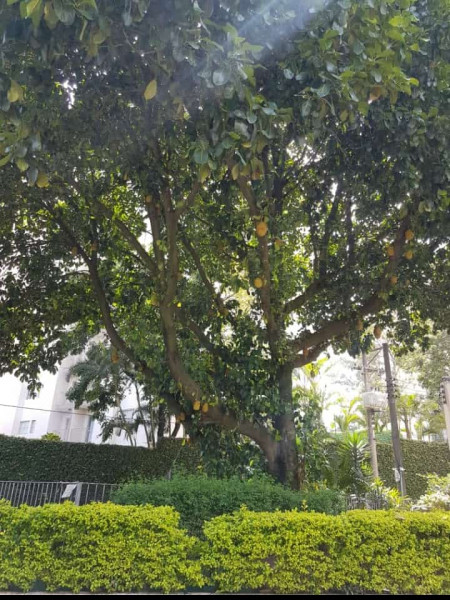 Apartamento à venda Parque Tomas Saraiva com 58m² e 2 quartos por R$ 299.000 - 1009484538-whatsapp-image-2023-01-29-at-19.jpeg