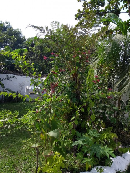 Casa à venda Gaivota - Praia com 392m² e 4 quartos por R$ 320.000 - 876685756-img-20190121-wa0039.jpg